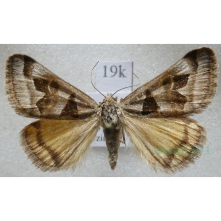 Euclidia triquetra (Denis & Schiffermüller, 1775) Slovakia19k